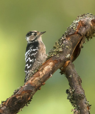 Lesser Spotted Woodpecker (Mindre Hackspett)
