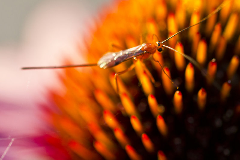 Ichneuman Wasp_Echinacea.jpg