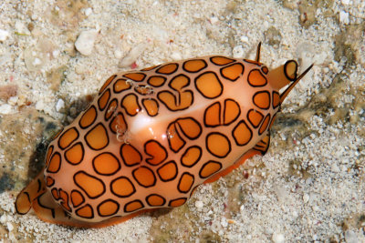 Flamingo Tongue Siphon.jpg