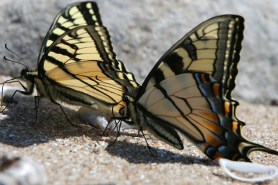 Tiger Swallowtail Twins Beach.jpg