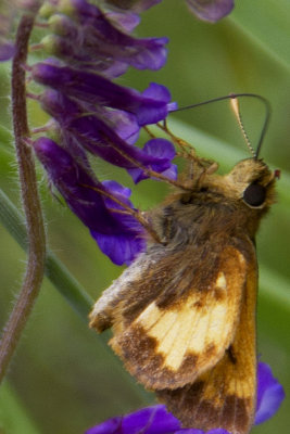 Skipper Feeding.jpg