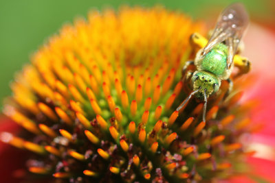 Green Bee Cone Flower.jpg