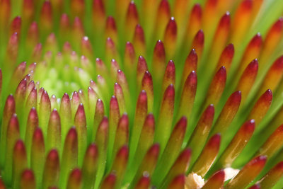 Echinacea.jpg