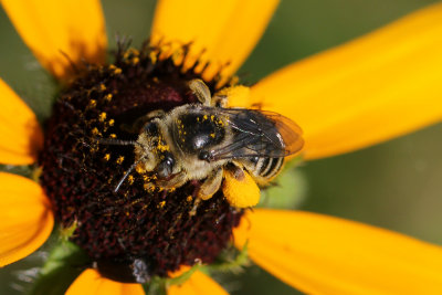 Honey Bee Black Eyed.jpg
