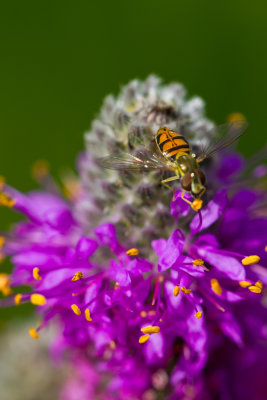 Bee Fly.jpg