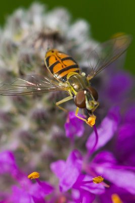 Bee Fly Pollen.jpg