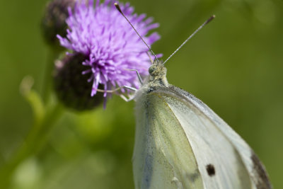 Cabbage Butterfly.jpg