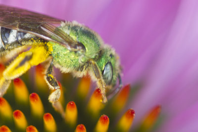 Green Bee 3.jpg