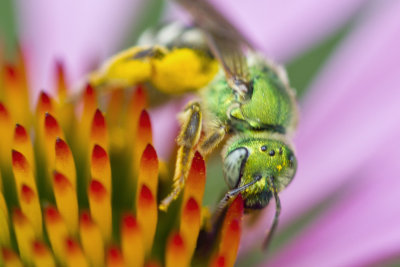 Green Bee Echinacea.jpg