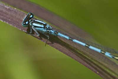 Damselfly.jpg