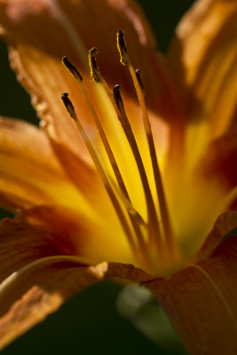 Tiger Lily Late Light 4x6.jpg