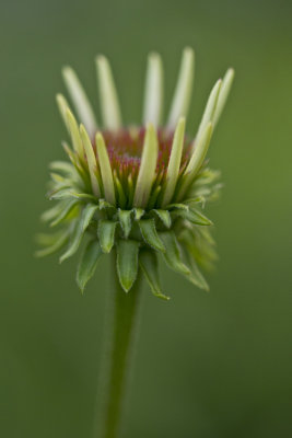 Echinacea Bud.jpg