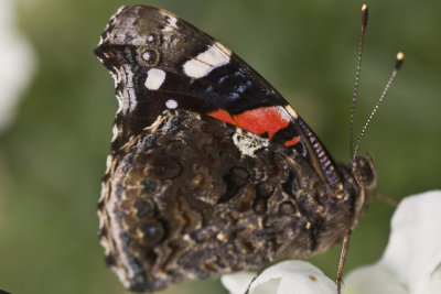 Red Admiral.jpg