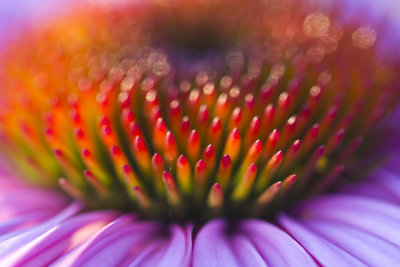 Echinacea.jpg