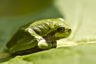 Tree Frog on Milkweed