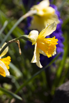 Campus in bloom.jpg