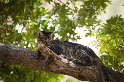 cat on tree_MG_6864w.JPG