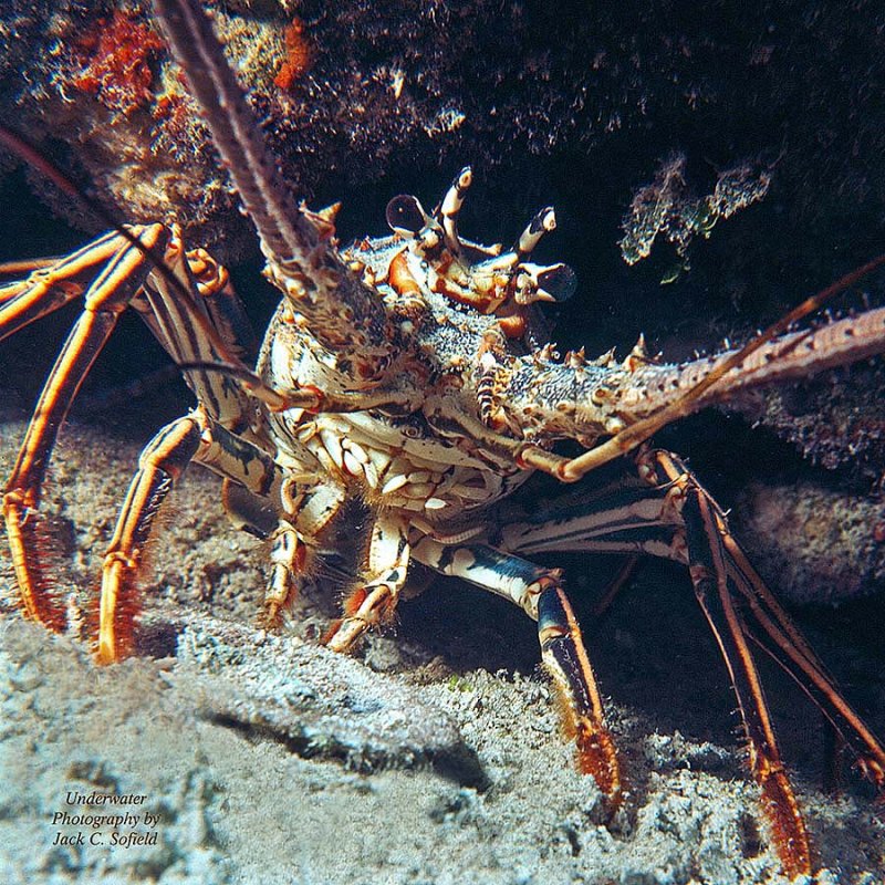 Spiny Lobster