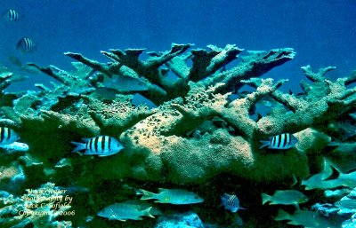 Elkhorn Coral