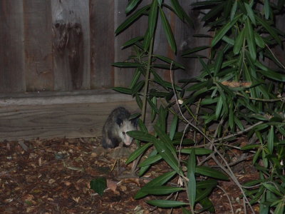 a Possum