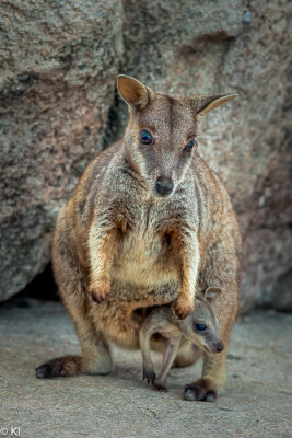 Magnetic Island