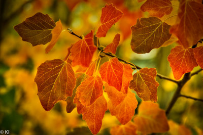 South Island. Autumn