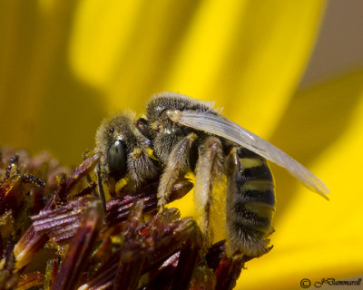 Perdita Bee Subgenus Cockerellia