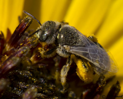 Perdita Bee Subgenus Cockerellia