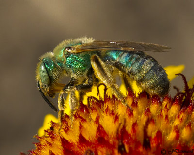 Sweat Bee  Agapostemon female