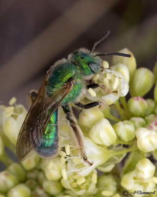 Agapostemon Bee