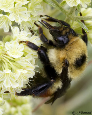 Red-belted Bumblebee Bombus Rufocinctus