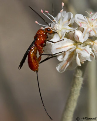 Braconid Wasp
