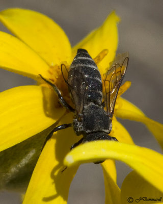 Dioxys female Leafcutter Bee