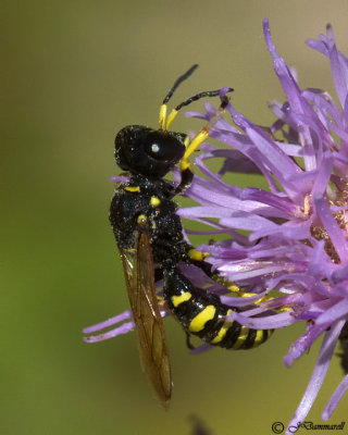 Ectemnius Square-headed Wasp