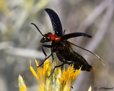 Blister beetle Lytta vulnerata