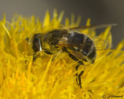 Bee Fly Eristalis