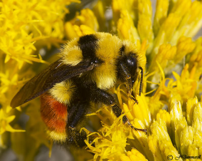 Hunt Bumble Bee Bombus huntii