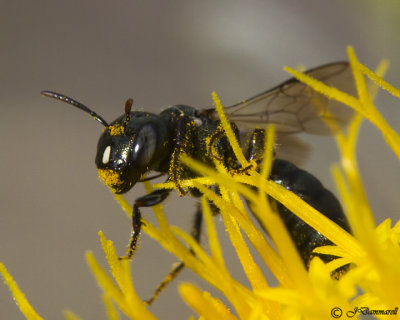 Carpenter Bee  Ceratina subgenus Zadontomerus