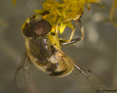 Bee Fly  Eristalis 