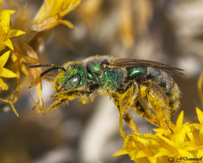 Green Metallic Bee  Agapostemon (female)