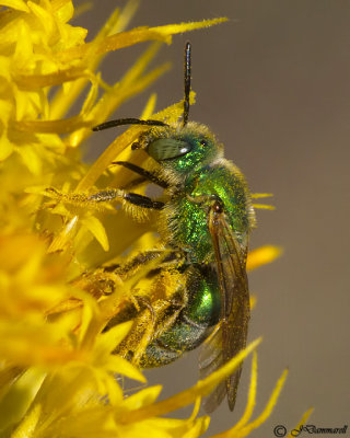 Green Metallic Bee  Agapostemon female