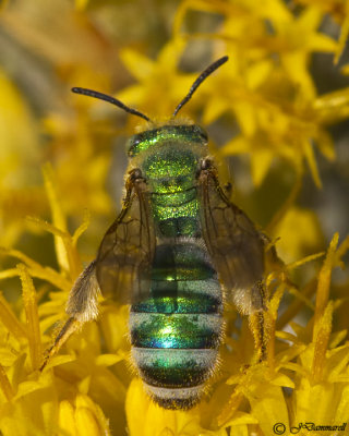 Agapostemon Green Metallic Bee (female)