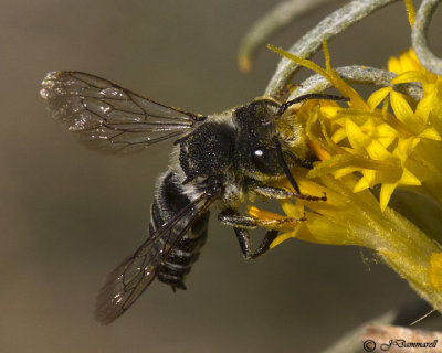 Coelioxys (male)