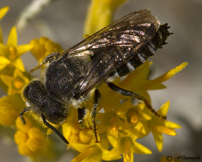 Coelioxys (male)