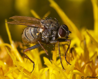 Muscid Tiger Fly Coenosia tigrina