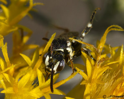 Nomada Bee