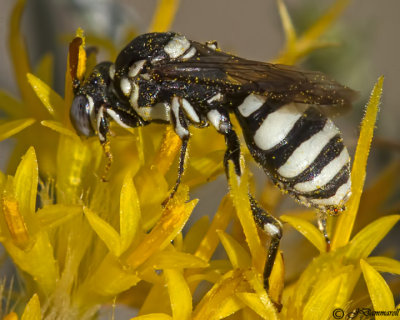 Nomada Bee