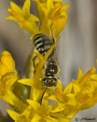 Perdita Bee