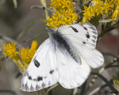 Pontia occidentalis Western White