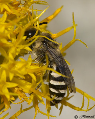 Mining Bee  Andrena